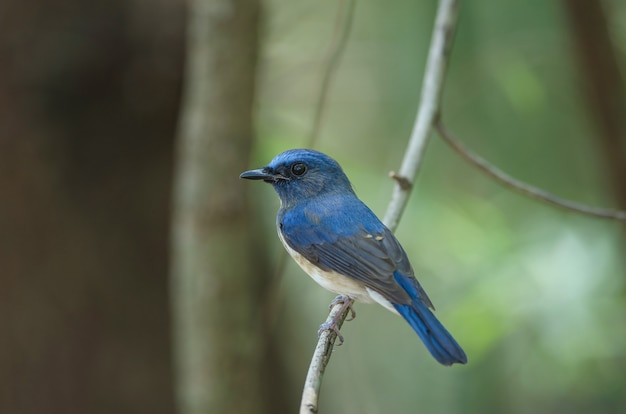 Blau-throated blauer Schnäpper (Cyornis rubeculoides) auf einer Niederlassung in der Natur Thailand