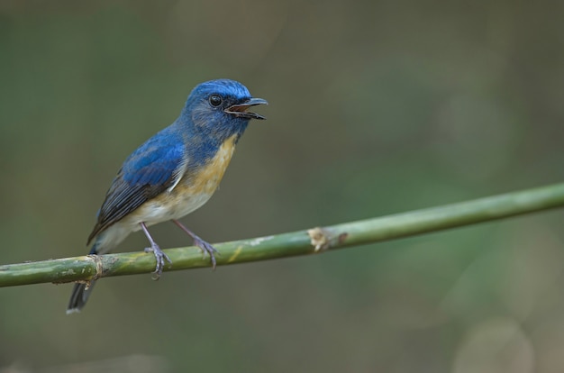 Blau-throated blauer Schnäpper (Cyornis rubeculoides) auf einer Niederlassung in der Natur Thailand