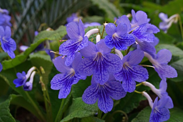 blau violett Bush Clock Vine Makro