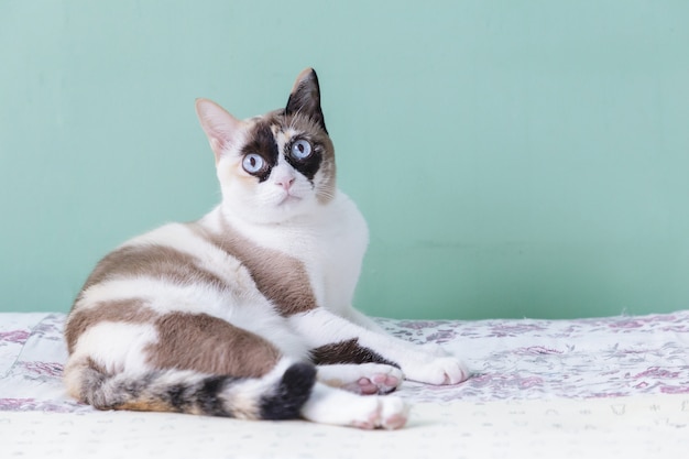 Blauäugige katze. katze liegt auf dem bett. katzenblick auf kamera mit grünem farbhintergrund