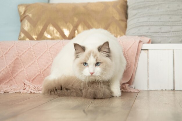 Blauäugige Ragdoll mit luxuriösem Rauchschwanz sitzt auf dem Holzboden des Zimmers. Tierschutz. Pflegeprodukte für Haustiere. Tiere halten. Futter für langhaarige Katzen. Familienleben. Zucht von Tieren.