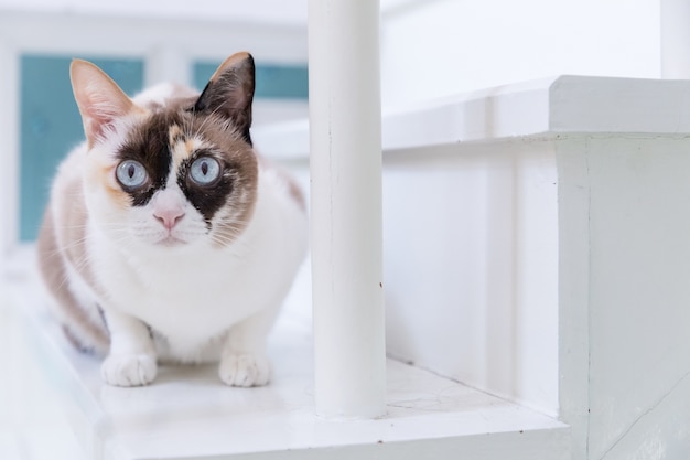 Blauäugige thailändische Katze, die auf weißem Treppenhaus liegt.