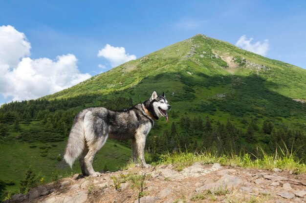 Blauäugiger, wunderschön lächelnder Siberian Husky-Hund mit herausgestreckter Zunge vor den Petros-Bergkarpaten