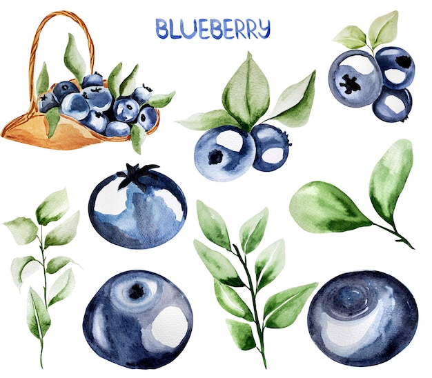 Blaubeer-Aquarell-Elementsatz