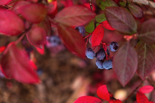 Blaubeeren auf einer Niederlassung, Nahaufnahme