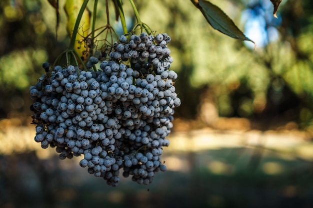 Blaubeeren, die an den Bäumen in der Farm hängen. Foto mit selektivem Fokus