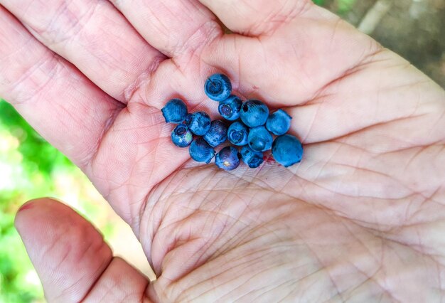 Foto blaubeeren im wald