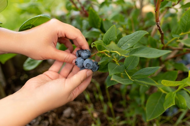 Foto blaubeeren in den händen, nahaufnahme neben dem busch, auf dem sie wachsen