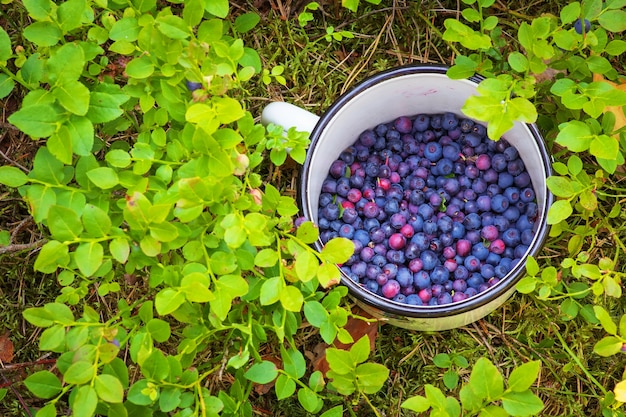 Blaubeeren in der Tasse. Beeren pflücken im Wald