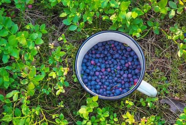 Blaubeeren in der Tasse. Pflücken im Wald