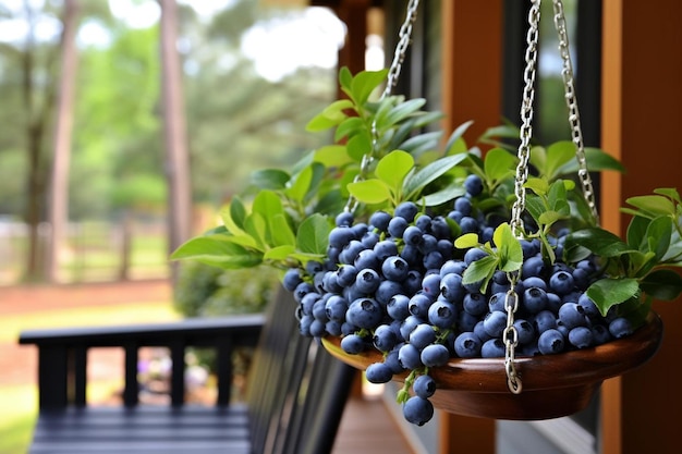 Blaubeeren in einem Drahtkorb mit einer Schleifwand sitzen auf einer Veranda-Schwingung Besten Blaubeeren-Bild