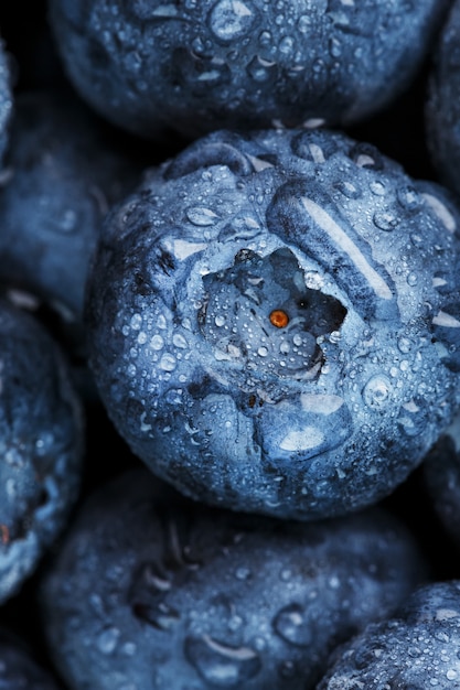 Blaubeeren Nahaufnahme mit Tautropfen