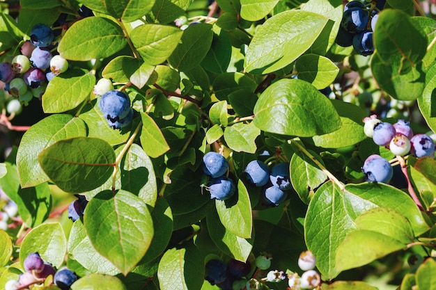 Blaubeerstrauch mit reifenden Beeren an einem sonnigen Tag