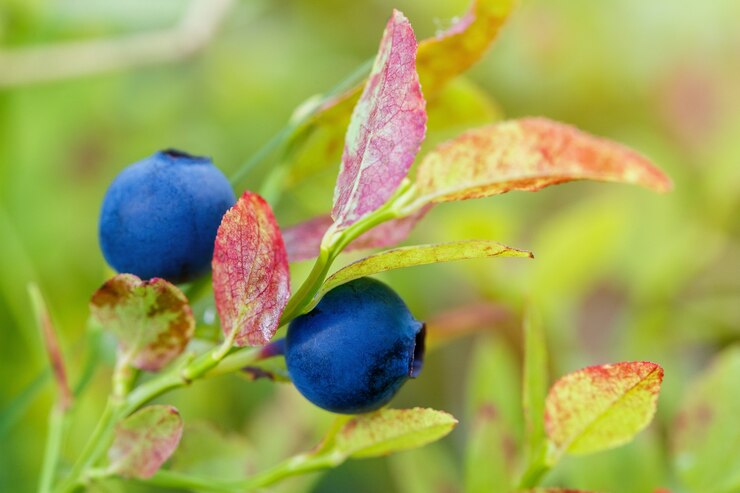 Foto blaubeerzweig, blaubeerbusch in einem garten im sommer. makroperspektive, hintergrund. frische früchte.