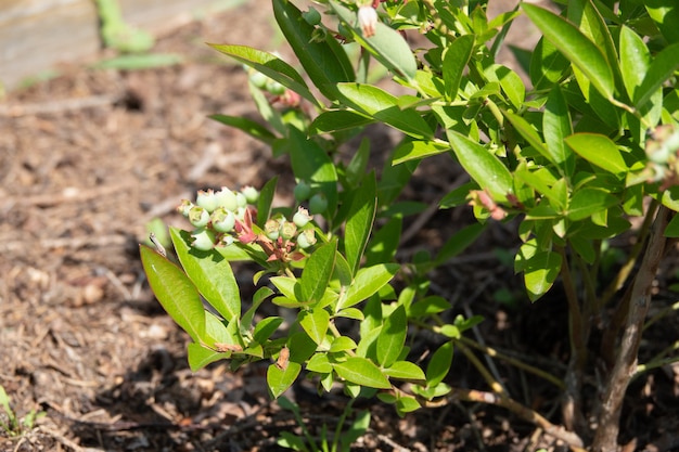 Blaubeerzweig, Blaubeerbusch in einem Garten im Sommer