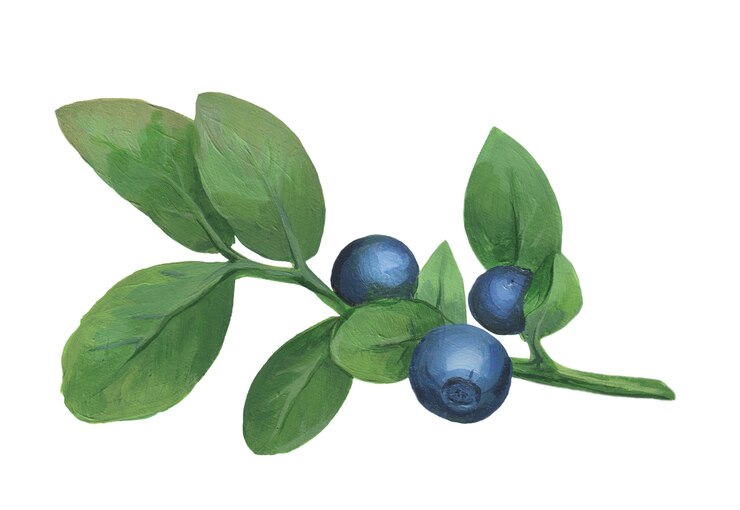 Foto blaubeerzweig isoliert auf weißem hintergrund handgezeichnete acryl blaubeere