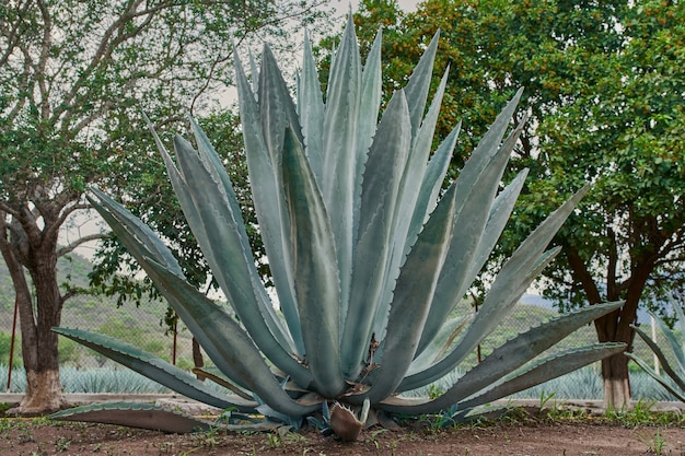 Blaue Agavenplantage im Feld, um Tequila-Konzept-Tequila-Industrie zu machen