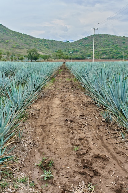 Blaue Agavenplantage im Feld, um Tequila-Konzept-Tequila-Industrie zu machen