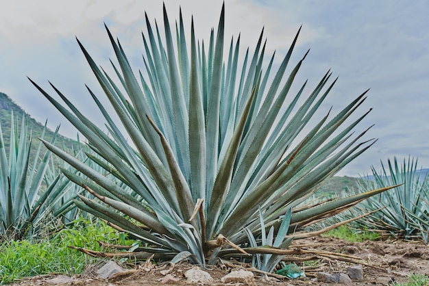 Blaue Agavenplantage im Feld, um Tequila-Konzept-Tequila-Industrie zu machen