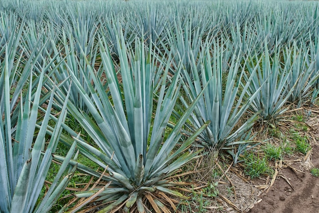 Blaue Agavenplantage im Feld, um Tequila-Konzept-Tequila-Industrie zu machen