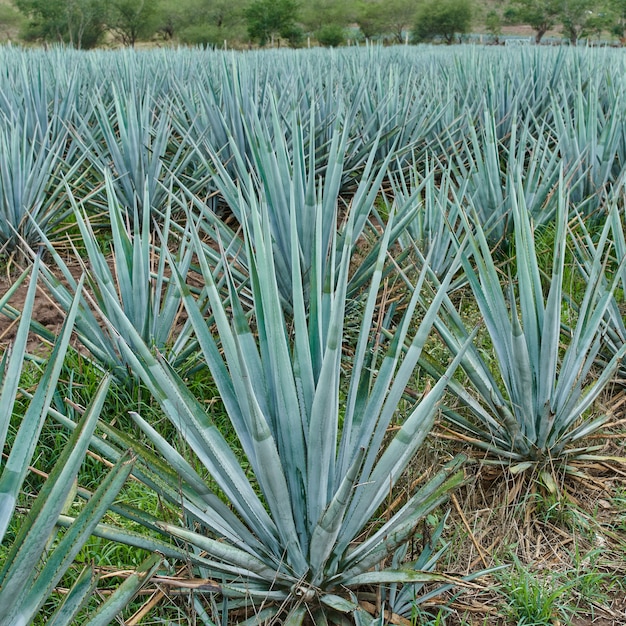 Blaue Agavenplantage im Feld, um Tequila-Konzept-Tequila-Industrie zu machen