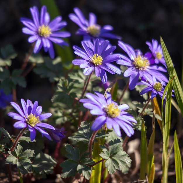 Blaue Anemonenblüten mit gelbem Zentrum