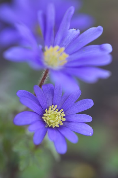 Blaue Anemonenblumen-Nahaufnahme auf verschwommener Naturfrühlingsblumen schöner Blume