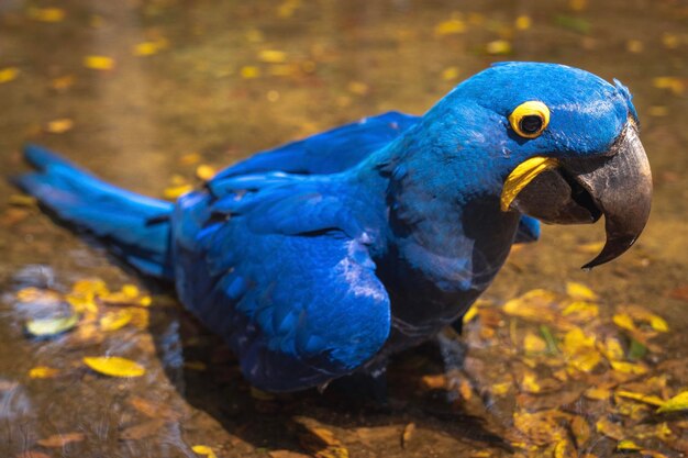 Foto blaue arara im vogelpark in der stadt foz do iguacu