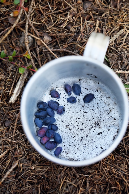 Blaue Beeren des Geißblattes