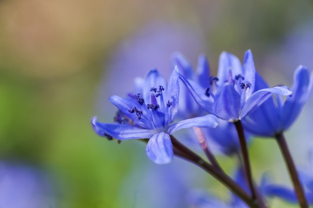 Blaue Blüten der Scilla Squill blühen im April