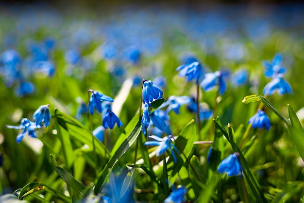 Blaue Blüten des Sibirischen Blausterns auf der Wiese Scilla siberica