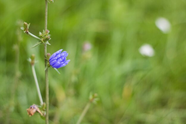 Blaue Blüten schließen sich zwischen grünen Blättern