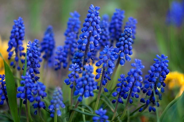 Blaue Blüten von Muscari und Blättern