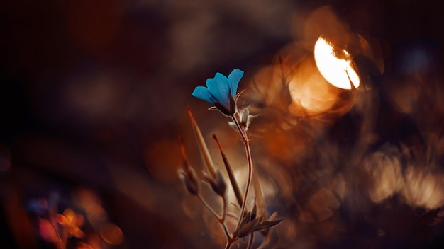 Blaue Blütenblätter-Flowe Flachfokus-Fotografie von blauer Blume 4K-Tapeten