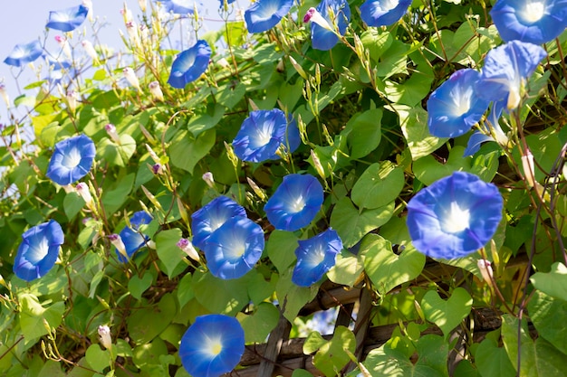 Blaue Blütenblätter mexikanischer Windenblumen oder Ipomoea tricolor