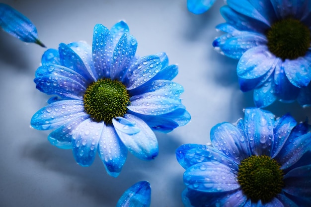 Blaue Blume auf Wasser, Nahaufnahme mit Wassertropfen