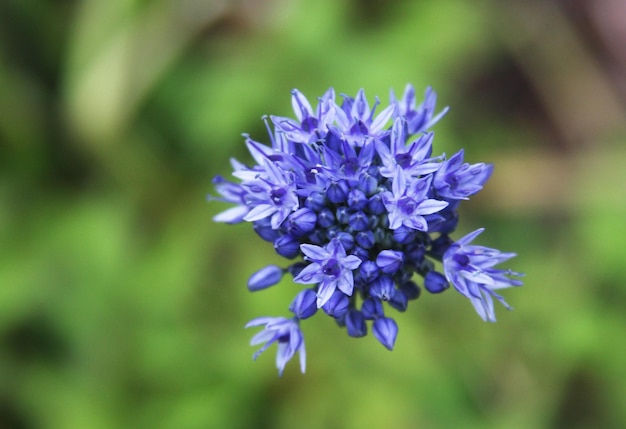 Blaue Blume im Garten