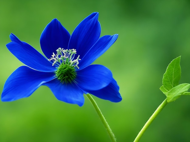 Foto blaue blume mit grünem stiel und grünem stiel