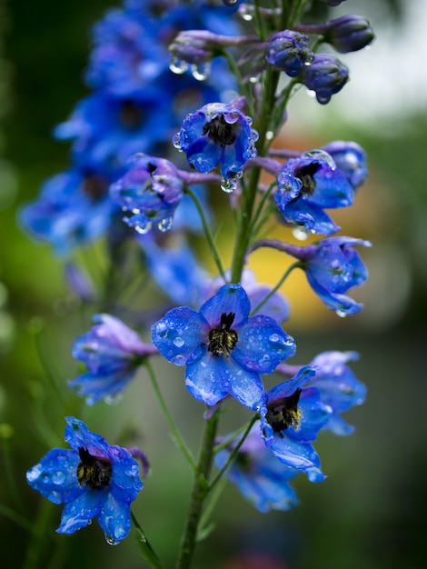 Foto blaue blume nach regen