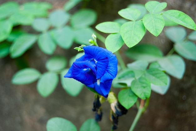 blaue Blume Premium-Foto