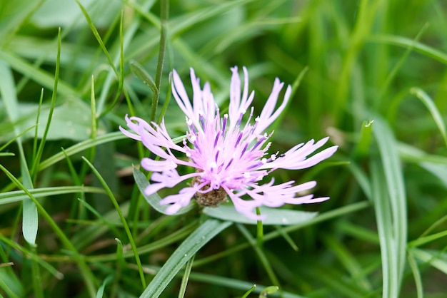 Blaue Blume und grünes Gras im Hintergrund.