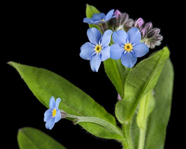 Blaue Blume von forgetmenot lat Myosotis arvensis isoliert auf schwarzem Hintergrund