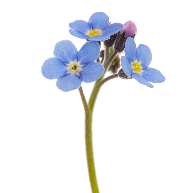 Blaue Blume von forgetmenot lat Myosotis arvensis Nahaufnahme isoliert auf weißem Hintergrund