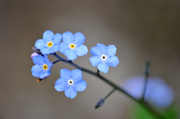 blaue Blume