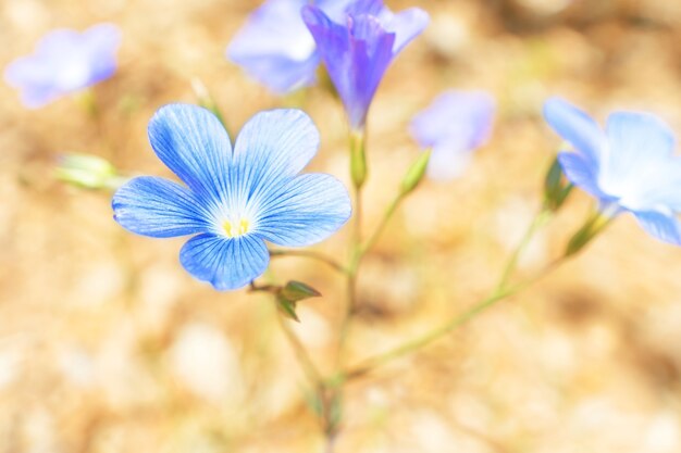 Blaue Blumen auf dem weichen gelben Sandhintergrund