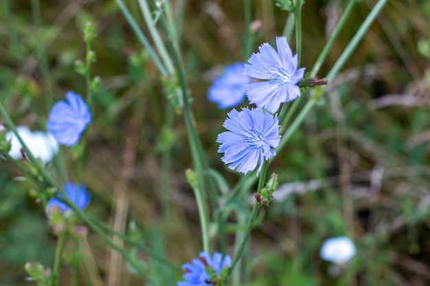 Blaue Blumen der Zichorie auf einem Hintergrund von grünen Blättern. Selektiver Fokus