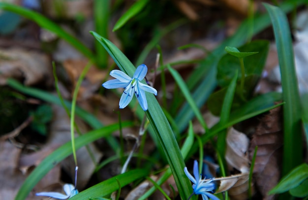 Blaue Blumen des frühen Frühlings. Blaue Schneeglöckchen im Wald.