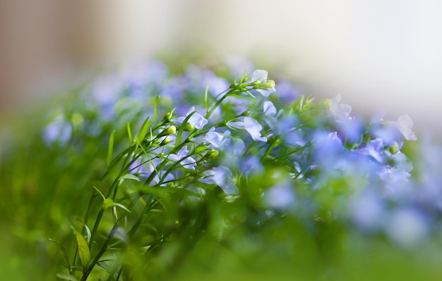 Blaue Blumen drinnen