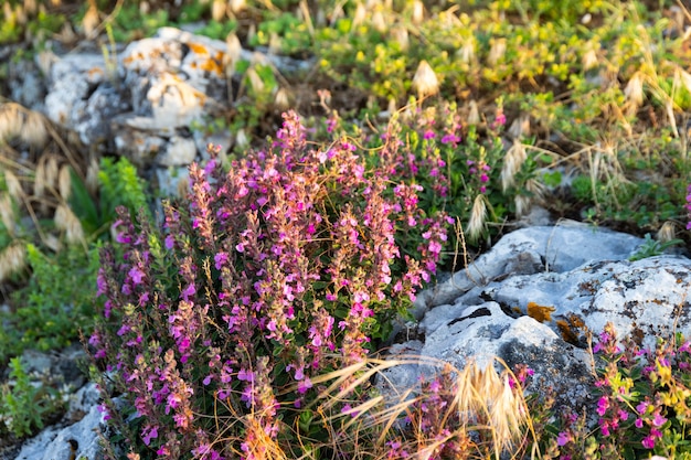 Blaue Blumen eines blühenden Pflanzenthymians, in freier Wildbahn.