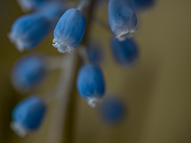 Foto blaue blumen hautnah